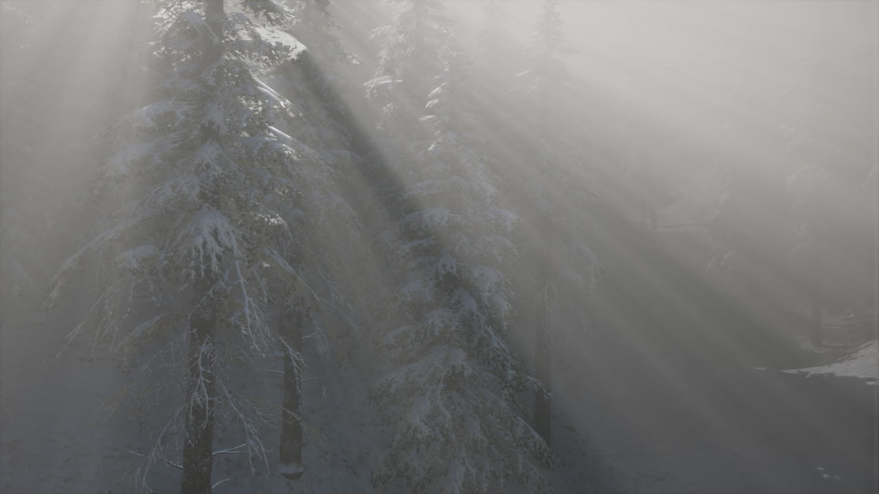 Niebla de niebla en el bosque de pinos en las laderas de las montañas