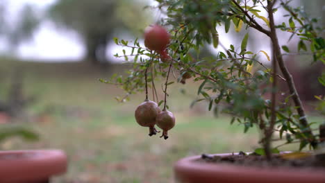 Leaves of a plant of pomegranate in a green beautiful garden moved by the wind in a cloudy day