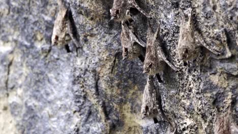 long nose river bats hanging on a rock