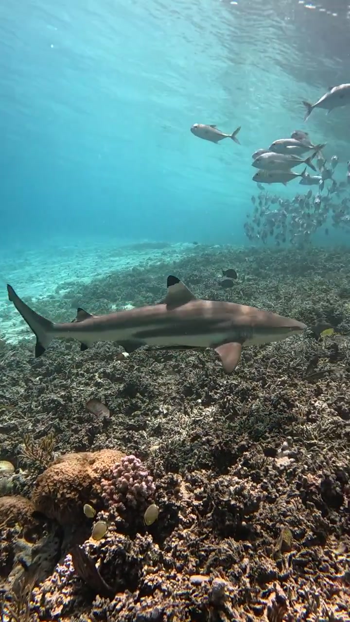 Vertical Close-up footage of black tip shark in Wayag, Raja Ampat