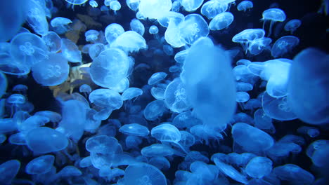 close slow motion shot on moon jellyfish in an aquarium blue lights montpellier