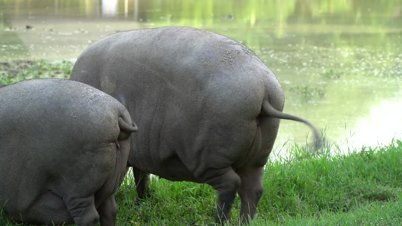cerdo negro comiendo hierba en los campos.