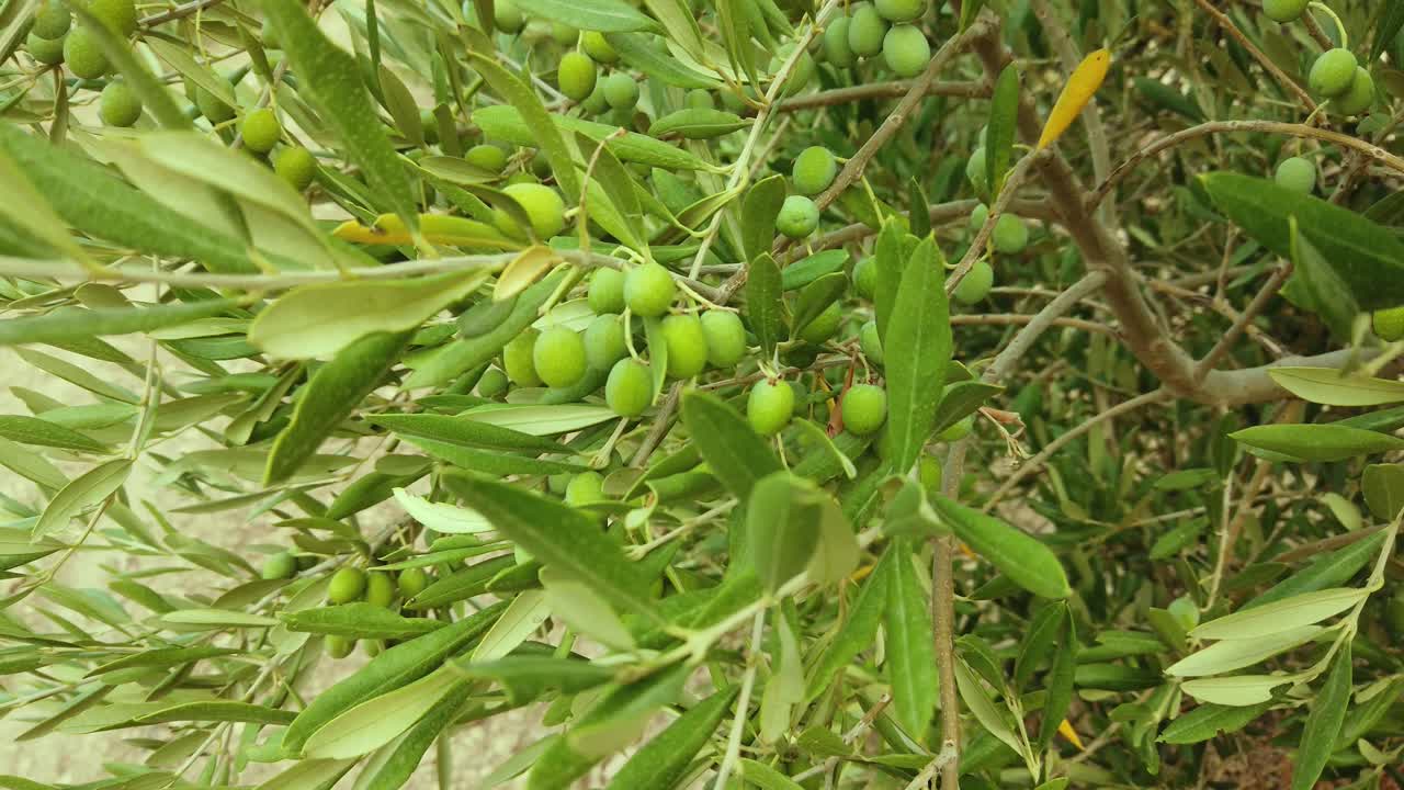 Many under ripe olives on an olive tree blowing gently in the wind