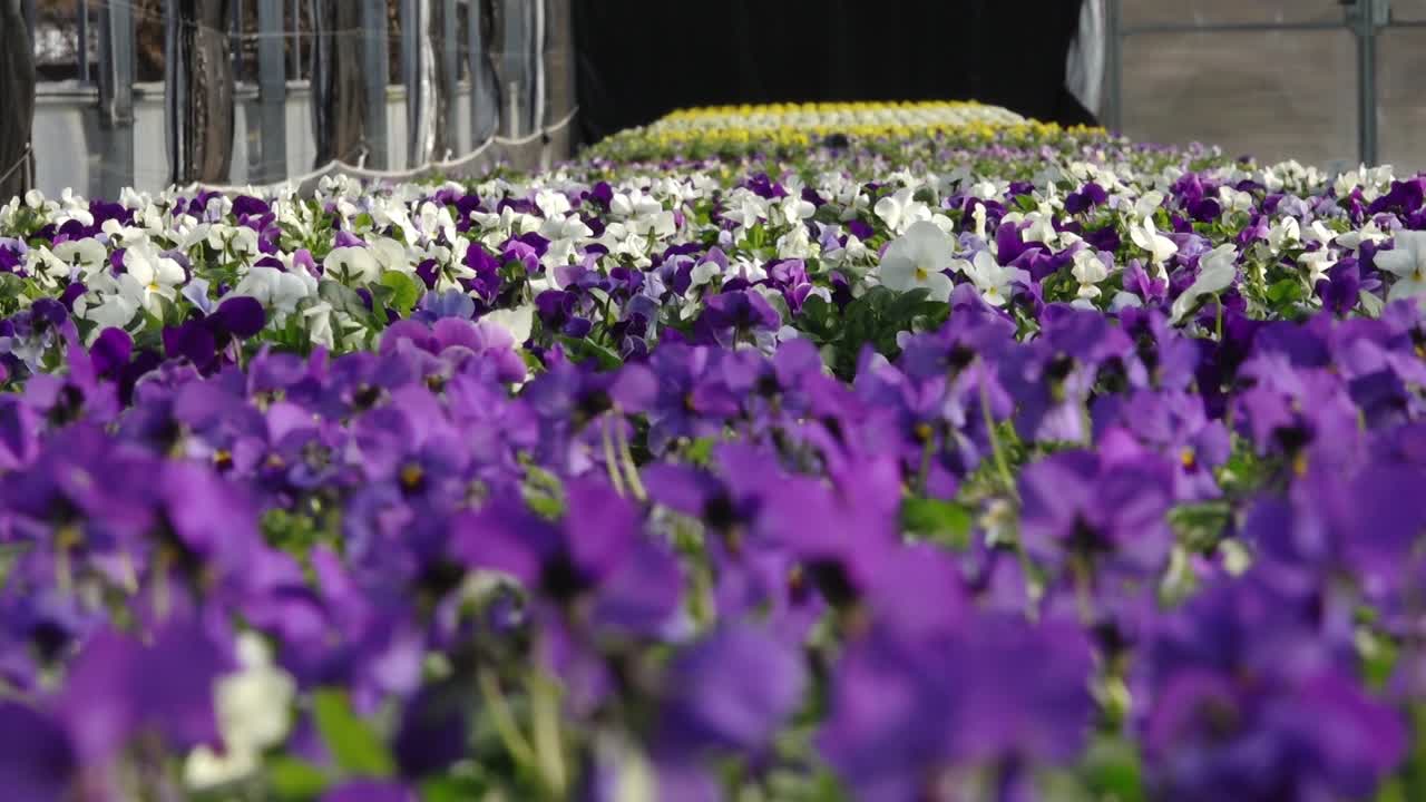 A person tends to rows of vibrant pansy flowers in shades of yellow, purple, and orange inside a well-lit greenhouse. Foreground is artistically blurred for depth.
