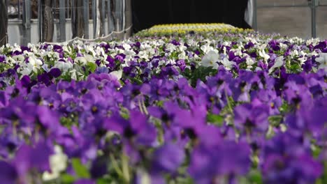 a person tends to rows of vibrant pansy flowers in shades of yellow, purple, and orange inside a well-lit greenhouse. foreground is artistically blurred for depth.
