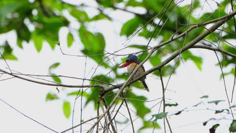 male individual looks to the left while perched on a branch, banded kingfisher lacedo pulchella, thailand