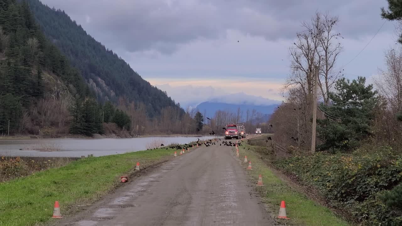 Uccelli neri che volano via da un camion rosso che trasporta legna