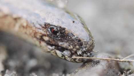 Makro-Nahaufnahme-Von-Anguis-Fragilis,-Die-Den-Mund-öffnen