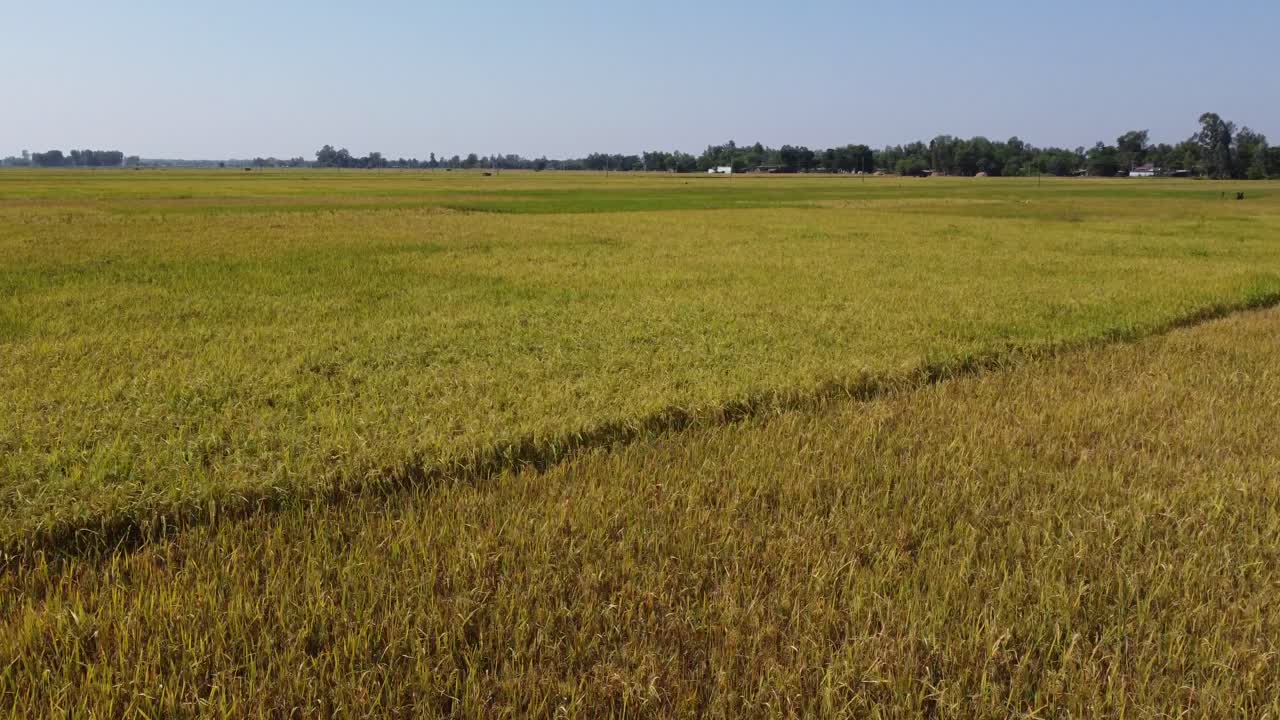 A low level aerial flight over the beautiful rice paddies ready for harvest
