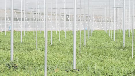 watermelon plantation growing inside greenhouse