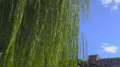 shot of the leaves of a whipping willow