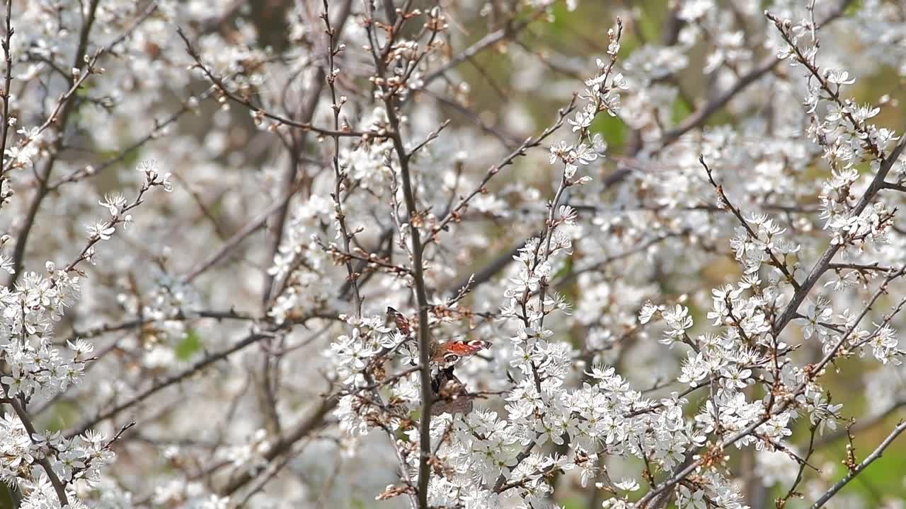 Peacock butterfly (Inachis) on flowery tree