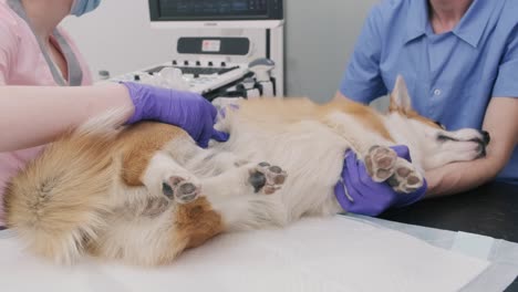 veterinarian team examines the corgi dog using ultrasound