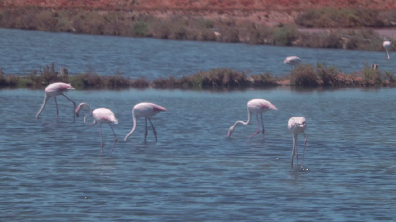 bandada de flamencos pastando en un lago en algrave, portugal