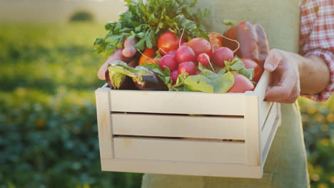 the farmer is holding a wooden box with fresh vegetables organic agriculture concept close-up 4k vid