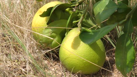 close up shot of green and yellow lemon in the farm