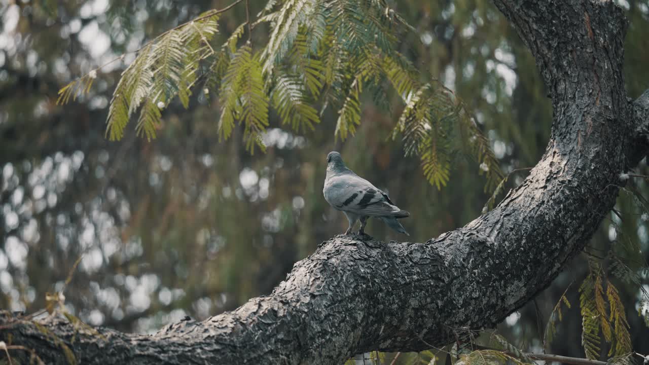 오래된 나뭇가지에 서 있는 어린 비둘기