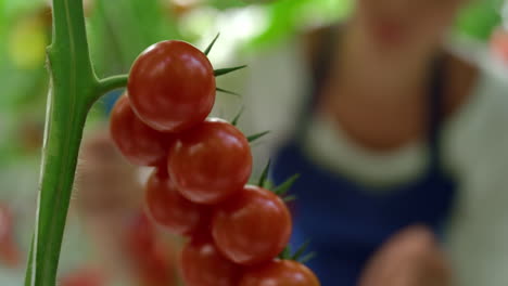 trabajador agrícola cosechando tomates de cerca en el concepto de plantación de campo soleado