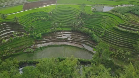 drone video of countryside in indonesia with view of terraced rice field overgrown by green paddy plant with some coconut trees