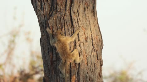 Cute-close-up-clip-of-a-baby-baboon-shimmying-carefully-down-a-tree-trunk-in-Khwai,-Botswana