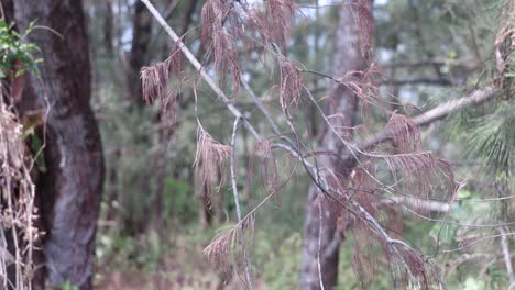 dried pine tree in gentle breeze