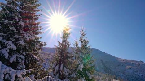 beautiful tall christmas trees covered with white snow on a hill among the carpathian mountains in picturesque ukraine