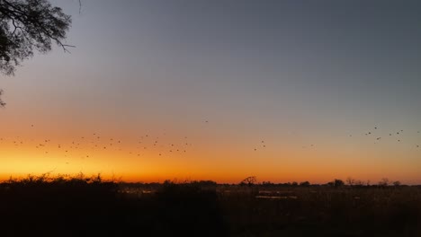 a flock of birds soars gracefully across a vibrant african sunset, creating a breathtaking and tranquil scene.