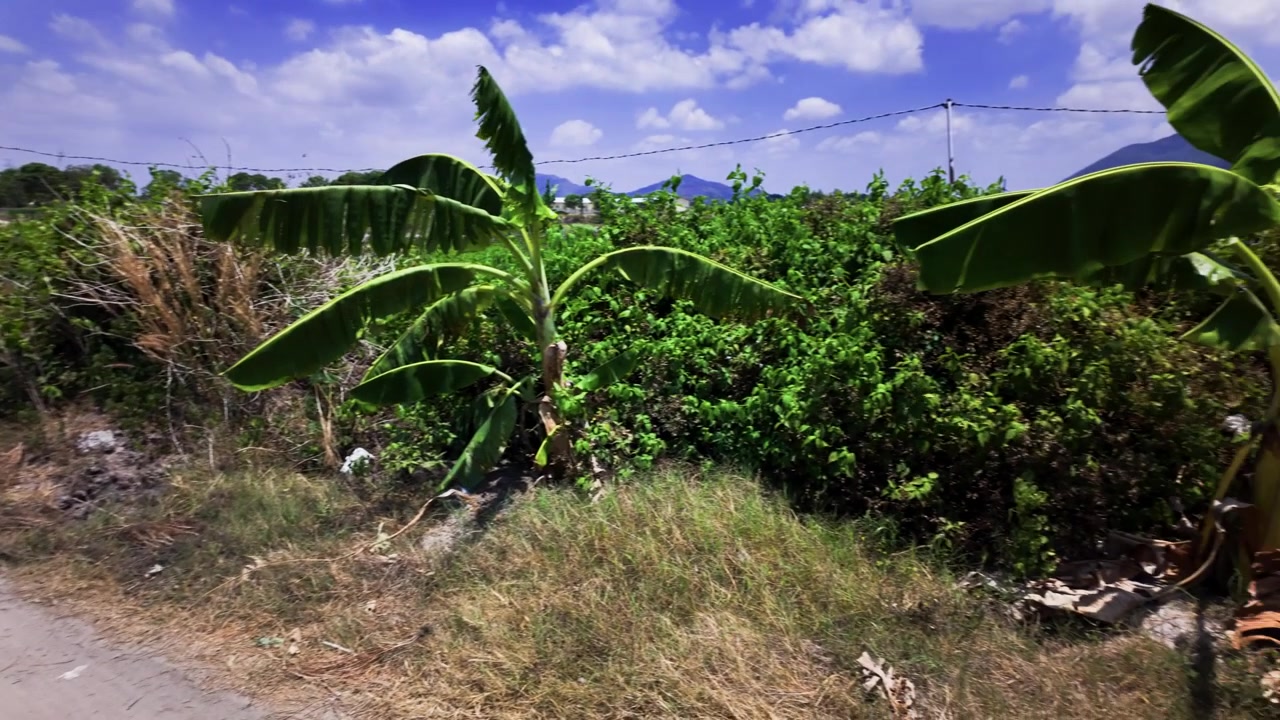 Si vedono campi verdi lungo la strada sterrata a Vung Tau, Vietnam. Linee elettriche si estendono sul paesaggio sotto un cielo sereno. La zona è tranquilla con coltivazioni in crescita.
