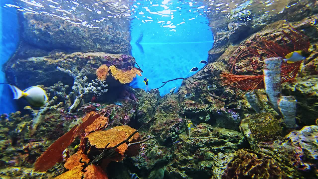 Explore the vibrant underwater world of a coral reef showcasing diverse marine life a stunning aquarium setting