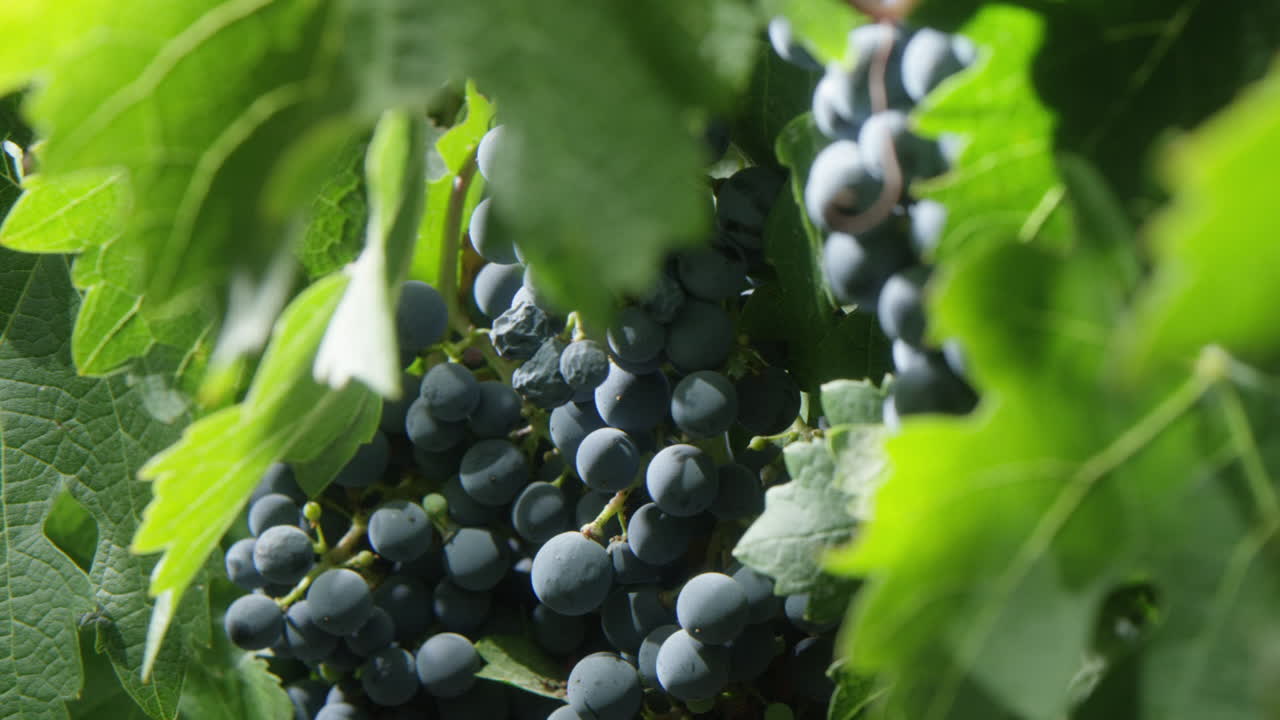 Bunches of ripe grapes hanging among vibrant green vine leaves, with sunlight filtering through, creating a natural and lush vineyard atmosphere.