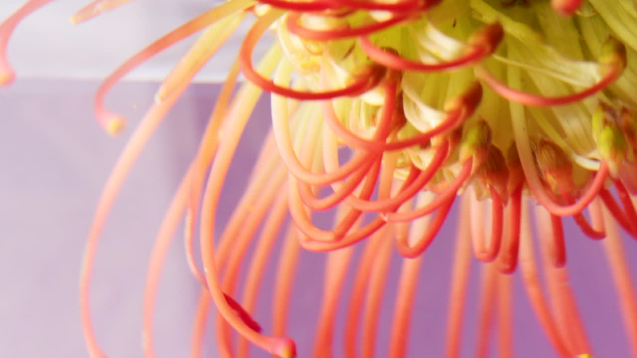 primer plano de una flor de protea de cojín