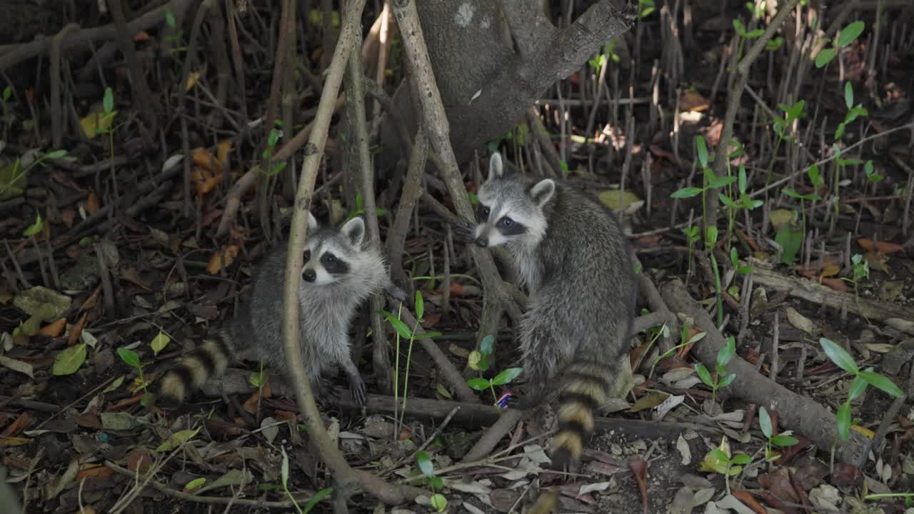 Filmato al rallentatore di procioni che camminano in una zona di mangrovie alberata vicino al Black Point Park e al Biscayne National Park in Florida. Comportamento naturale della fauna selvatica in un ecosistema costiero