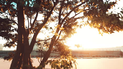 puesta de sol a través de las ramas de los árboles en la ciudad