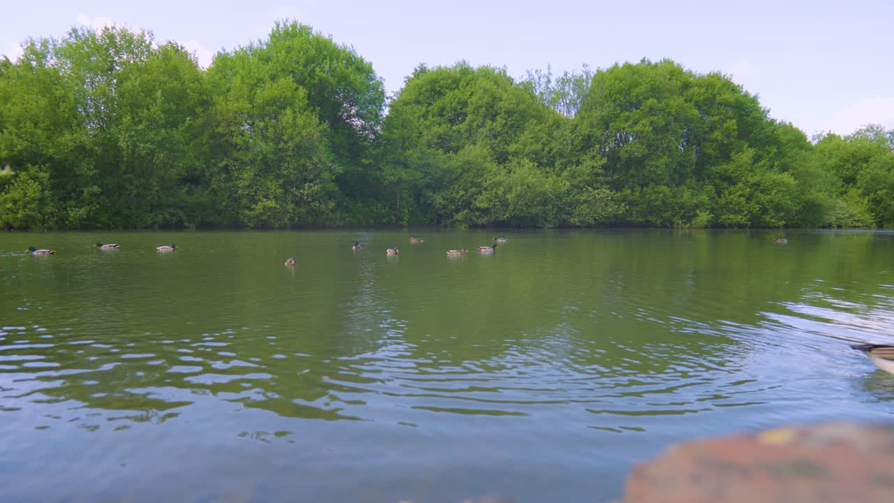 Wide Angle of Canada Goose and Ducks on Calm Lake with Full Summer Green Trees on Pond Edge. Migrating Wild Birds