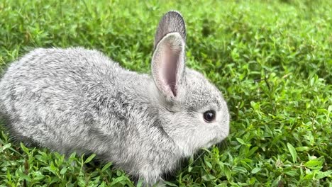 cute grey rabbit in green grass