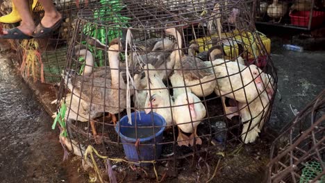 a goose is confined within a handmade cage.