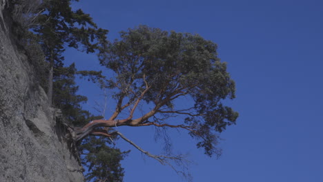 Madrona-Tree-clinging-to-side-of-sandy-bluff-on-Camano-Island,-Washington-State-during-late-afternoon-in-the-Spring-season