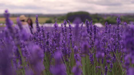 Lavendel-Nahaufnahme-In-Zeitlupe-Mit-Menschen-Im-Hintergrund