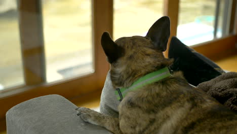 a small cute brown short hair indoor dog sits on the couch on a rainny day and looks calmly out the window into the backyard