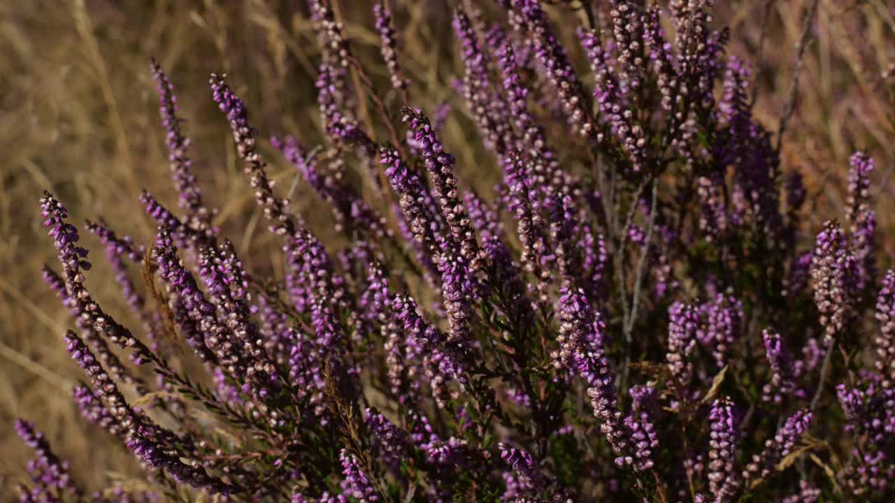 野生の大自然の中、紫色のヒースの群生が花を咲かせている静止画