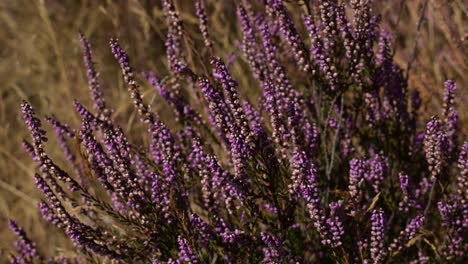 static shot of clump of flowering purple heather in wild nature