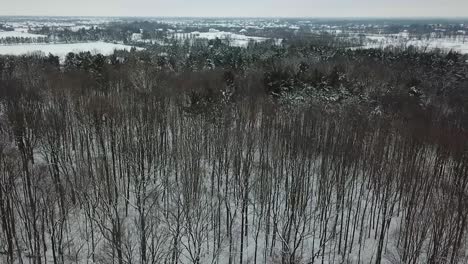 Ariel-Aufnahmen-Von-Bäumen-Im-Schnee