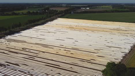 Increíble-Paisaje-De-Campo-De-Espárragos-En-Las-Líneas-Holandesas-Drone-Simétrico