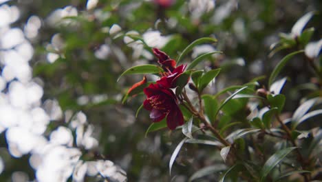 a vibrant camellia in full bloom with soft petals and rich details. captured in 4k slow motion, this shot showcases the elegance of nature and botanical beauty.