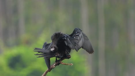 cormorant cleaning wings in tree .