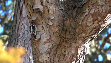 a female downy woodpecker pries and pecks at tree bark in search of food