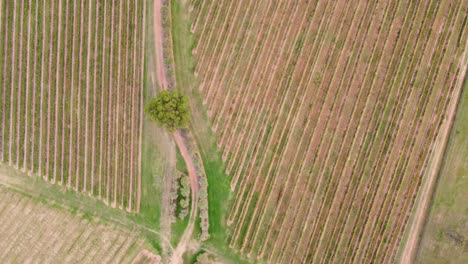 Vista-Aérea-De-Pájaro-Del-Cultivo-De-Viñedos-De-Vino-De-Tierras-Agrícolas-En-La-Parte-Superior-Del-Valle-Del-Cazador-Cessnock-Pokolbin-Nsw-Australia-4k