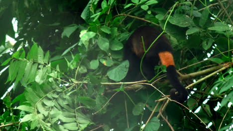 Wide-shot-of-monkey-looking-for-food