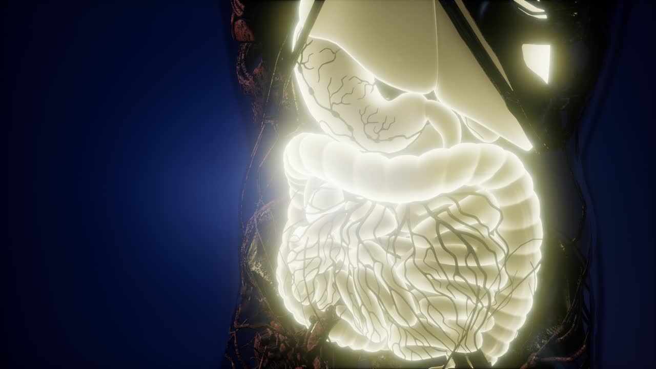 cuerpo humano con sistema digestivo visible