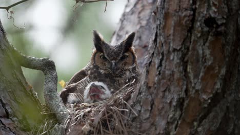 amazing view of great horned owl nesting with two baby chicks - close up view